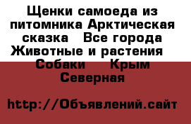 Щенки самоеда из питомника Арктическая сказка - Все города Животные и растения » Собаки   . Крым,Северная